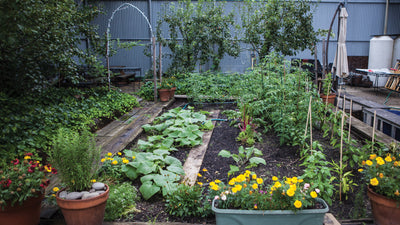 A view of the Brooklyn factory garden in which rosemary, marigold, cucumbers, chard, tomatoes and a fig tree grow.